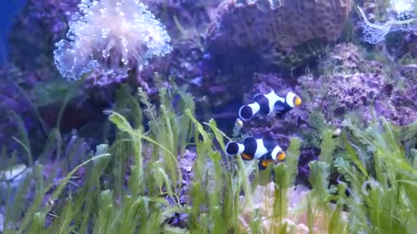 Bela Flor Mar Mundo Subaquático Com Corais Peixes — Vídeo de Stock