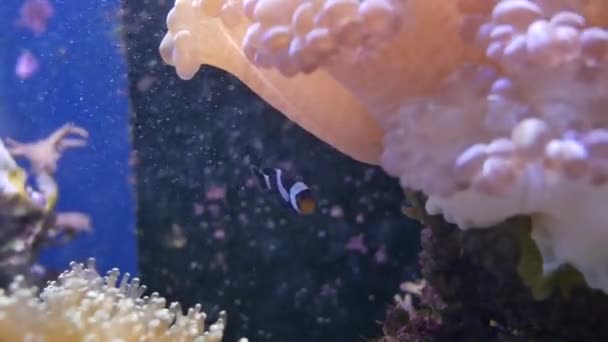 Vackra Havet Blomma Undervattensvärlden Med Koraller Och Fisk Havet Blommor — Stockvideo