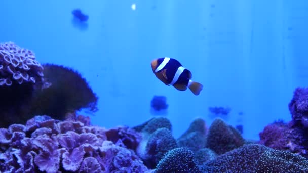 Bela Flor Mar Mundo Subaquático Com Corais Peixes — Vídeo de Stock