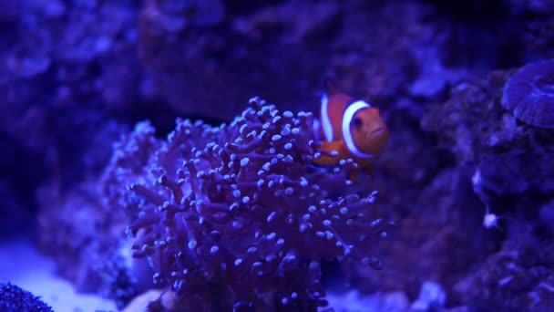 Όμορφη Θάλασσα Λουλούδι Στον Υποβρύχιο Κόσμο Κοράλλια Και Ψάρια — Αρχείο Βίντεο