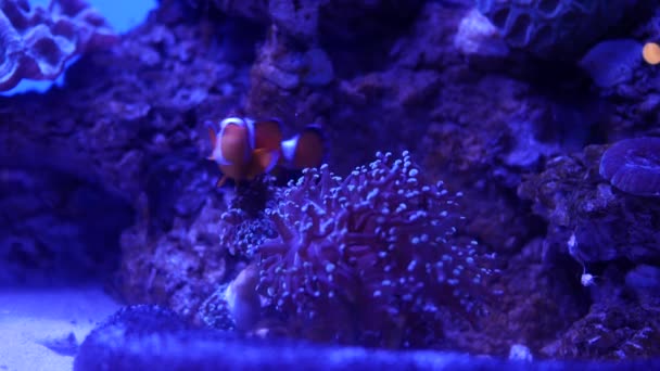 Piękny Kwiat Podwodny Świat Koralowców Ryb — Wideo stockowe