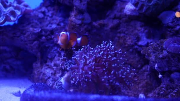 Bellissimo Fiore Mare Nel Mondo Sottomarino Con Coralli Pesci — Video Stock