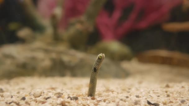 Spotted Garden Eel Heteroconger Hassi Going Aquarium — Stock Video