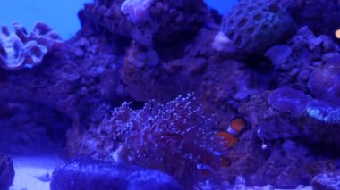Balık ve mercan ile sualtı dünyasında güzel deniz çiçek.