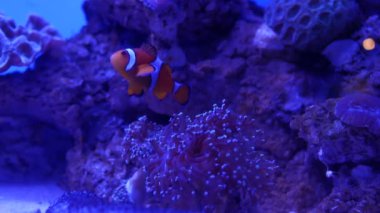 Balık ve mercan ile sualtı dünyasında güzel deniz çiçek.
