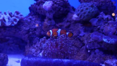 Balık ve mercan ile sualtı dünyasında güzel deniz çiçek.