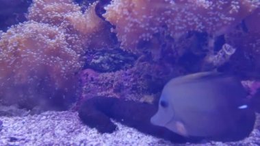 Balık ve mercan ile sualtı dünyasında güzel deniz çiçek.