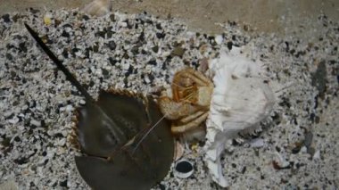 Balık havuzunda keşiş yengeci.