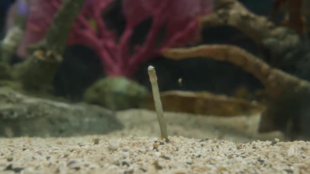 Anguila Jardín Manchada Heteroconger Hassi Subiendo Bajando Acuario — Vídeo de stock