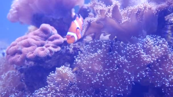 Красива Морська Квітка Підводному Світі Коралами Рибою — стокове відео