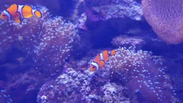 Frumoasă Floare Mare Lumea Subacvatică Corali Pești — Videoclip de stoc