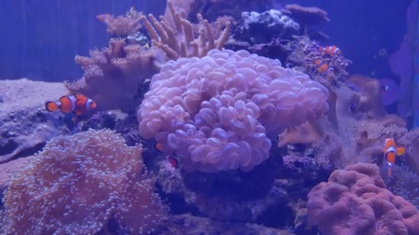 Belle Fleur Mer Dans Monde Sous Marin Avec Des Coraux — Video