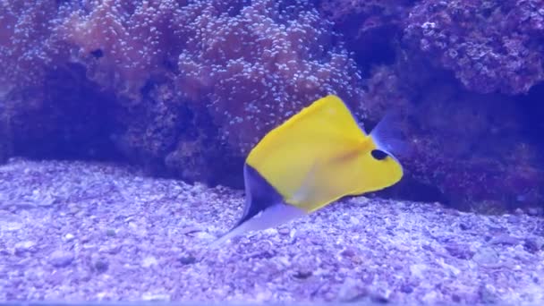 美丽的海花在水下世界与珊瑚和鱼 — 图库视频影像