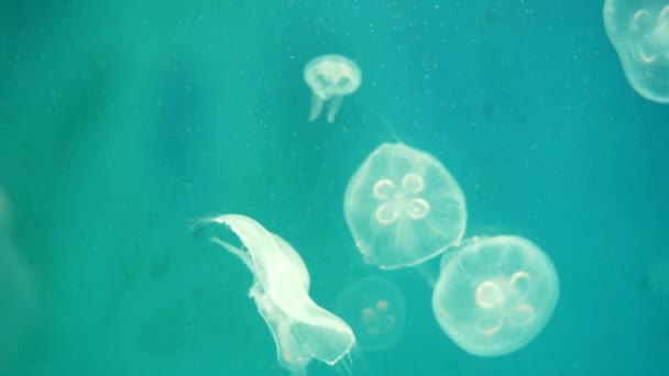 Jellyfish Primer Plano Medusa Pecera Con Luz Neón Las Medusas — Vídeo de stock