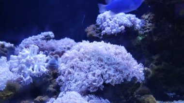 Güzel deniz çiçek ile balık ve mercan sualtı dünyasını. Akvaryumda hareketli deniz çiçek.
