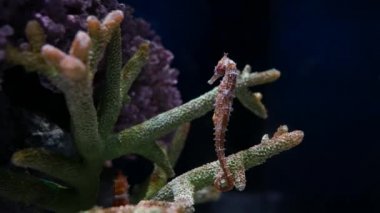 Denizatı içinde belgili tanımlık akvaryum, akvaryum dekorasyon.