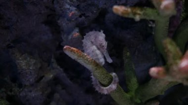 Denizatı içinde belgili tanımlık akvaryum, akvaryum dekorasyon.