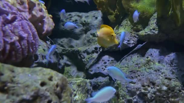 Красивая Рыба Аквариуме Фоне Водных Растений — стоковое видео