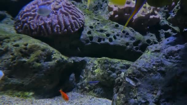 水族馆里美丽的鱼装饰着水生植物的背景 — 图库视频影像
