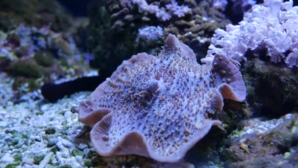 Belle Fleur Mer Dans Monde Sous Marin Avec Des Coraux — Video