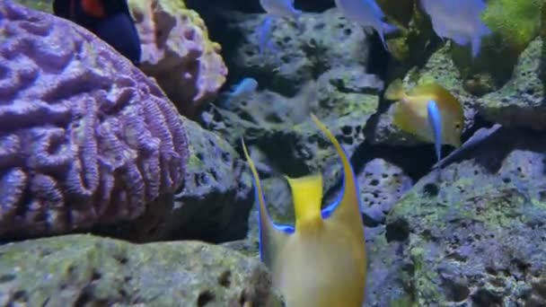 Beaux poissons dans l'aquarium sur la décoration des plantes aquatiques fond .