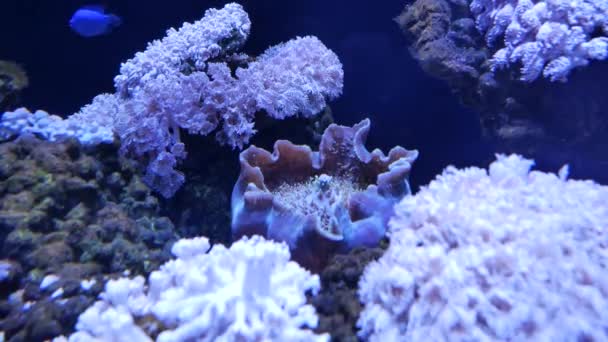 Hermosa Flor Marina Mundo Submarino Con Corales Peces — Vídeo de stock