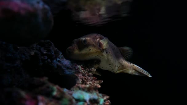 Prachtige Vissen Het Aquarium Decoratie Van Waterplanten Achtergrond — Stockvideo