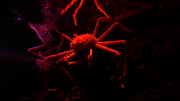 Гігантський Краб Павук Акваріумі — стокове відео