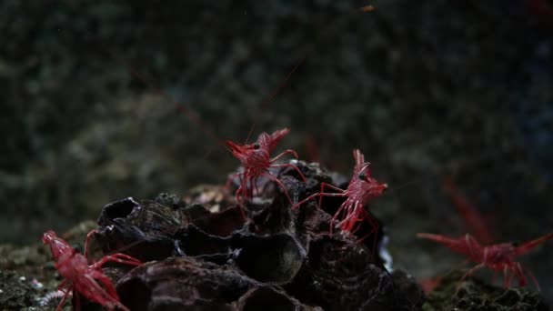 刺猬嘴虾 鱼缸里的小虾真漂亮 — 图库视频影像