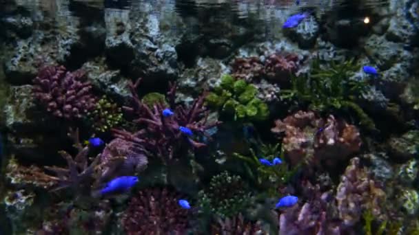 Hermosos Peces Acuario Decoración Fondo Plantas Acuáticas — Vídeo de stock