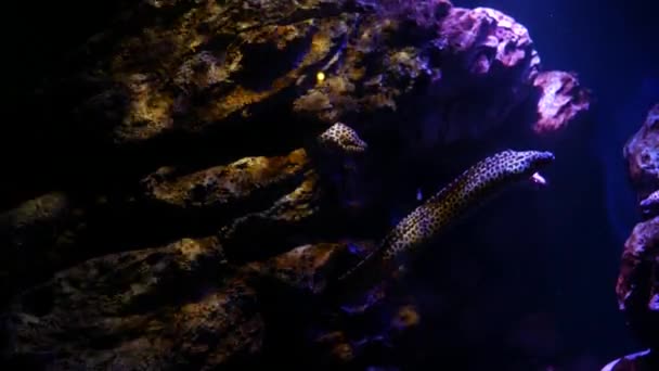 Bei Pesci Nell Acquario Decorazione Sfondo Piante Acquatiche — Video Stock