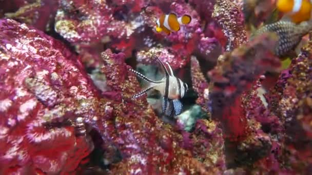 Красива Риба Акваріумі Оздобленні Фону Водних Рослин — стокове відео