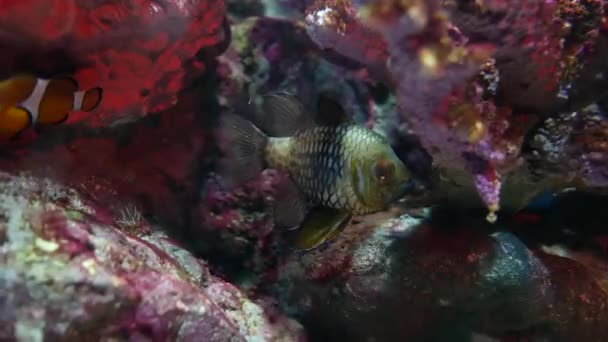 Akvaryumdaki Bitkilerinin Dekorasyonu Üzerine Çok Güzel Bir Balık — Stok video