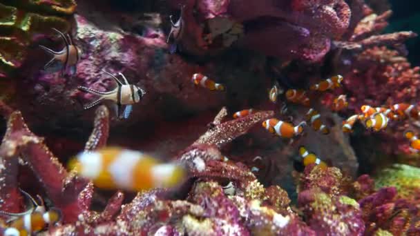 Bei Pesci Nell Acquario Decorazione Sfondo Piante Acquatiche — Video Stock