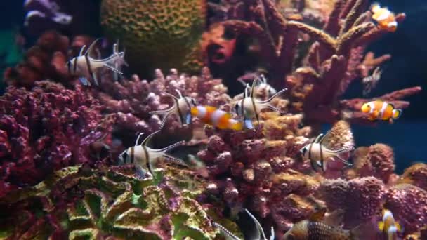 Bela Peixe Aquário Decoração Fundo Plantas Aquáticas — Vídeo de Stock