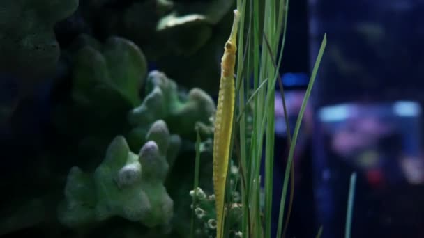Морской Конёк Аквариуме Украшение Аквариума — стоковое видео