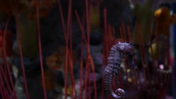 Seahorse Στο Ενυδρείο Δεξαμενή Ψαριών Διακόσμηση — Αρχείο Βίντεο