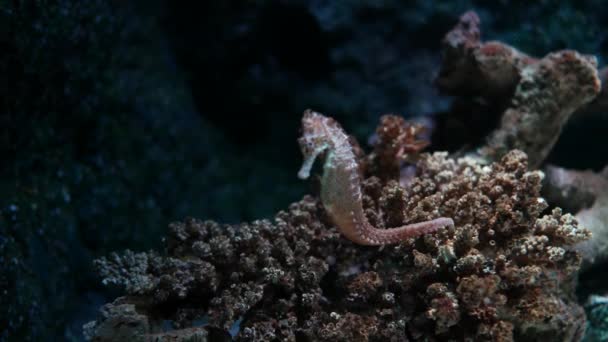 Seahorse Στο Ενυδρείο Δεξαμενή Ψαριών Διακόσμηση — Αρχείο Βίντεο