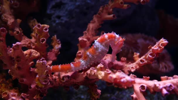 Seahorse Aquarium Fish Tank Decoration — Stock Video