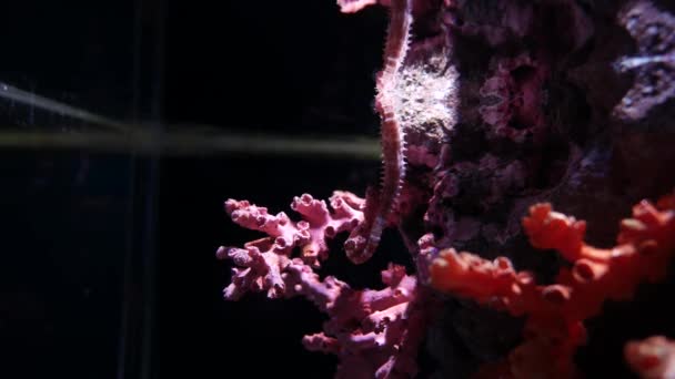 Seahorse Aquarium Fish Tank Decoration — Stock Video