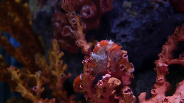 Cavalluccio Marino Acquario Decorazione Della Vasca Dei Pesci — Video Stock