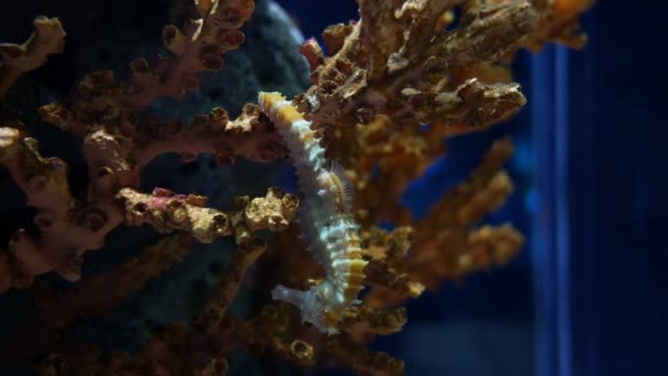 海马在水族馆 鱼坦克装饰 — 图库视频影像