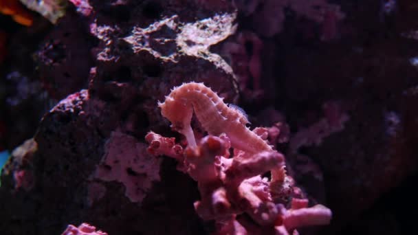 Морський Коник Акваріумі Прикраса Рибного Бака — стокове відео