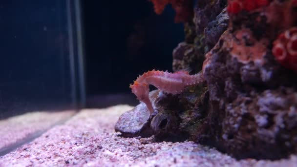 海马在水族馆 鱼坦克装饰 — 图库视频影像