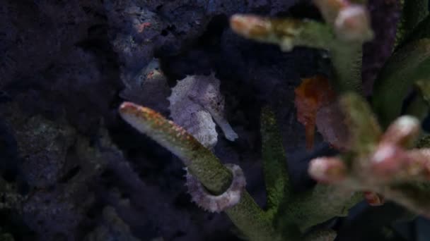 Seahorse Στο Ενυδρείο Δεξαμενή Ψαριών Διακόσμηση — Αρχείο Βίντεο