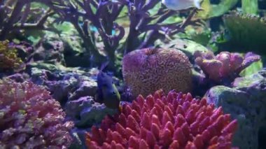 Akvaryumdaki su bitkilerinin dekorasyonu üzerine çok güzel bir balık..