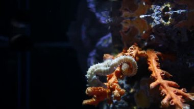 Denizatı içinde belgili tanımlık akvaryum, akvaryum dekorasyon.