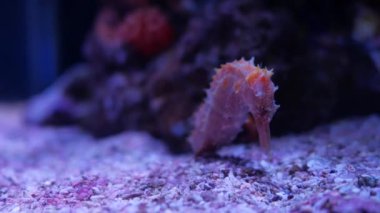 Denizatı içinde belgili tanımlık akvaryum, akvaryum dekorasyon.