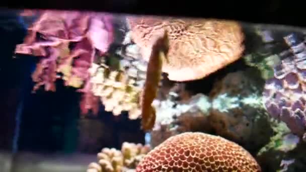 Seahorse Aquarium Fish Tank Decoration — Stock Video