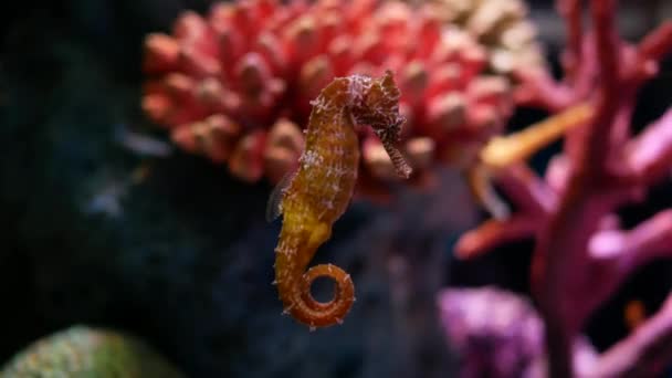 Hippocampe Dans Aquarium Décoration Aquarium — Video